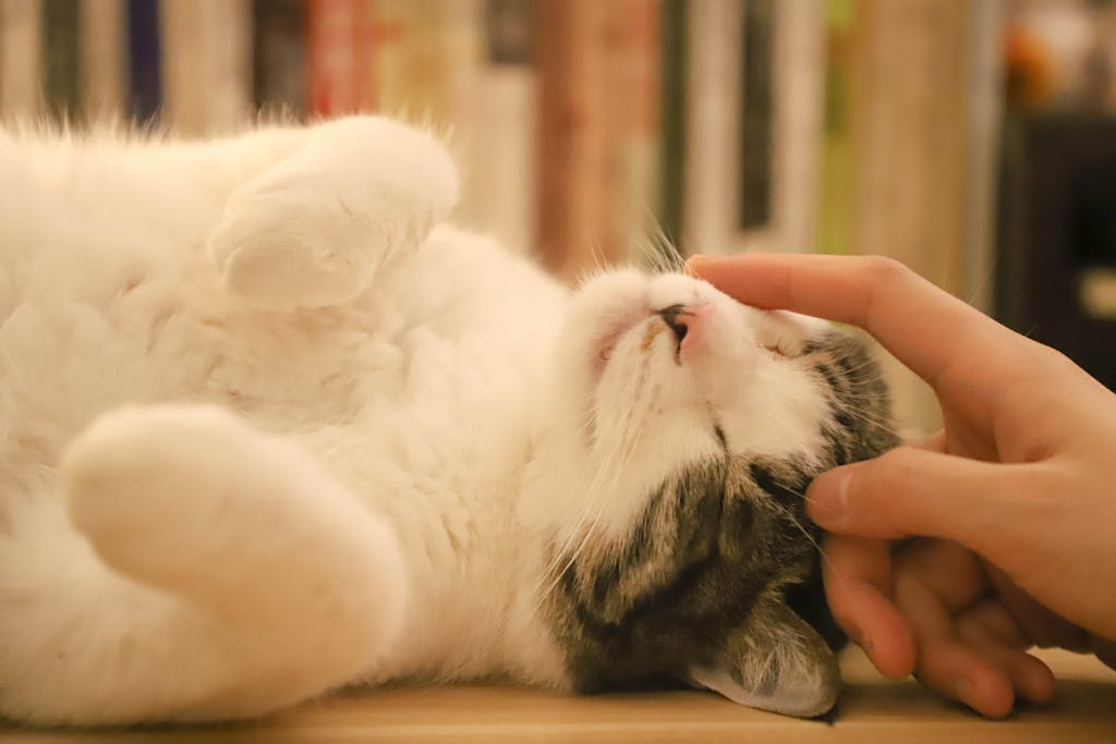 A grey and white cat enjoying a gentle head scratch indoors, showcasing its affectionate nature.